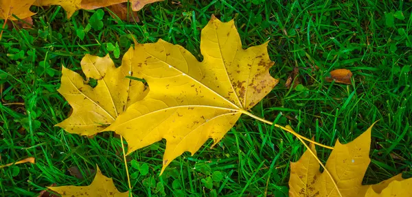Желтый лист на зеленой траве — стоковое фото