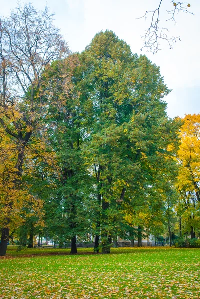 Albero in autunno — Foto Stock