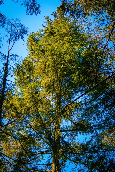 Forest in Mexico — Stock Photo, Image