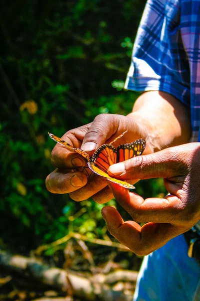 Butterfly in de handen van de man — Stockfoto