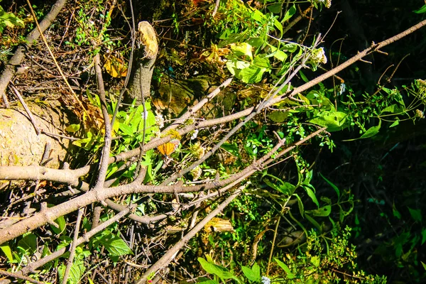 Växter och natur i Mexiko — Stockfoto