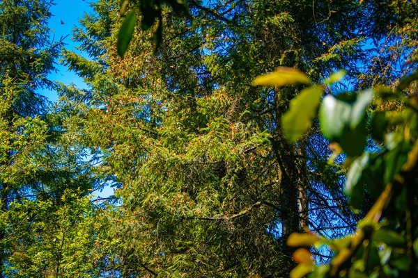 Träd i Mexiko — Stockfoto