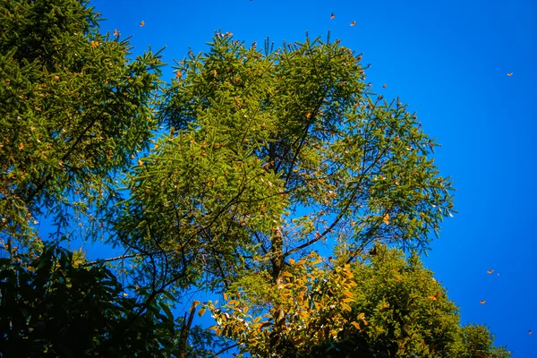 Bäume in Mexiko — Stockfoto