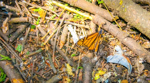 Butterfly, plants and nature of Mexico — Stock Photo, Image