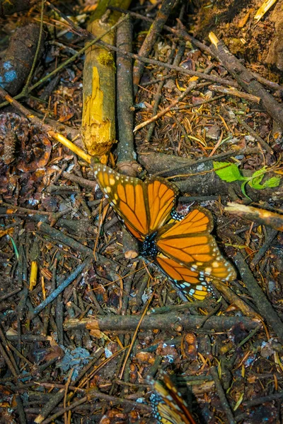 Vlinder, planten en natuur van mexico — Stockfoto
