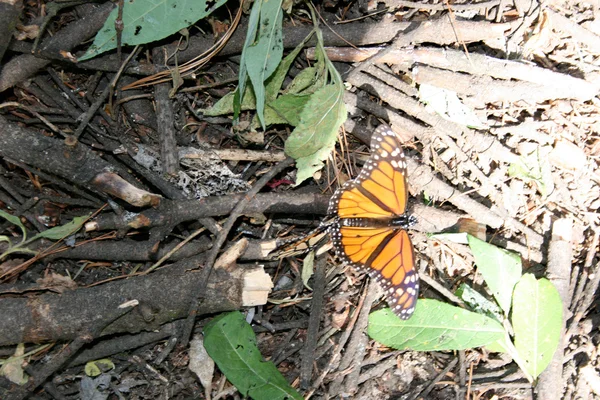 Butterfly, plants and nature of Mexico — Stock Photo, Image