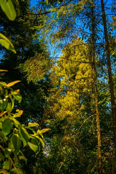 Vlinders rond de bomen voor de hemel — Stockfoto
