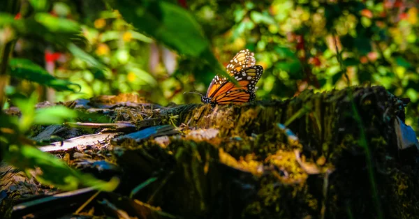 Vlinder op de boom — Stockfoto