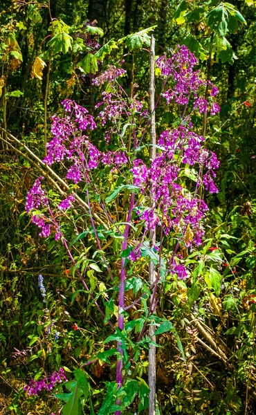 Bloemen — Stockfoto