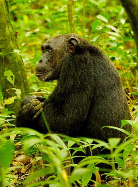 来自乌干达的大猩猩 — 图库照片