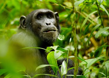 goril bitkilerde gizler