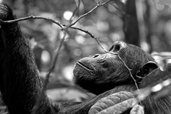 Gorilla looks up in black and white