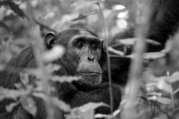 Gorilla sull'albero n bianco e nero — Foto Stock