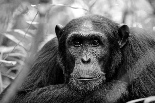 Portret van gorilla in zwart-wit — Stockfoto