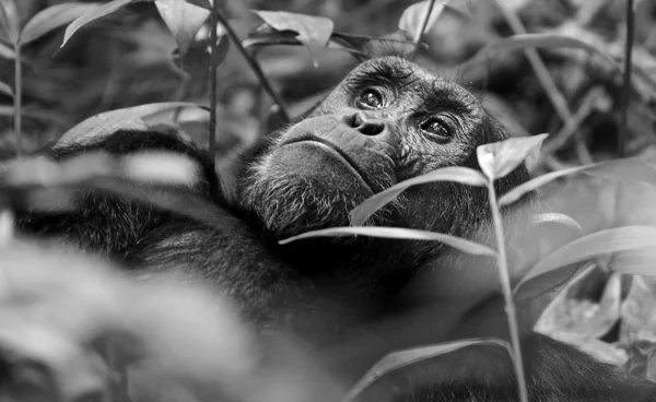 Gorila triste no chão em preto e branco — Fotografia de Stock