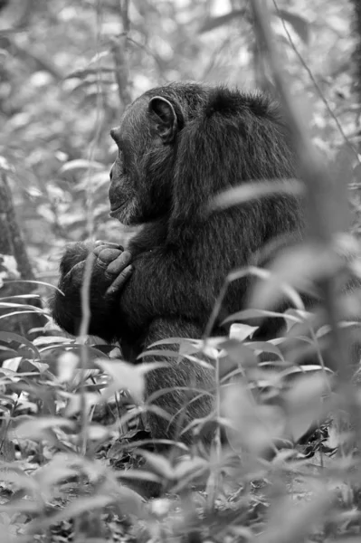 Gorilla im Gras — Stockfoto