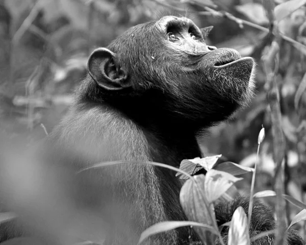 Gorila alza lo sguardo in bianco e nero — Foto Stock