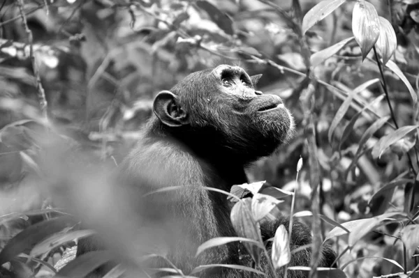 Gorilla in schwarz-weiß — Stockfoto