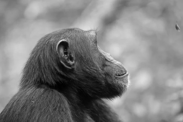 Hoofd van de gorilla — Stockfoto