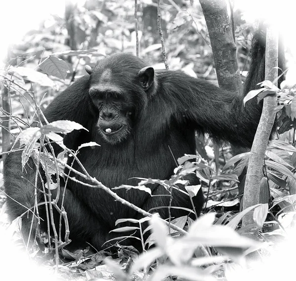 Gorilla sitter på bakken i svart-hvitt – stockfoto
