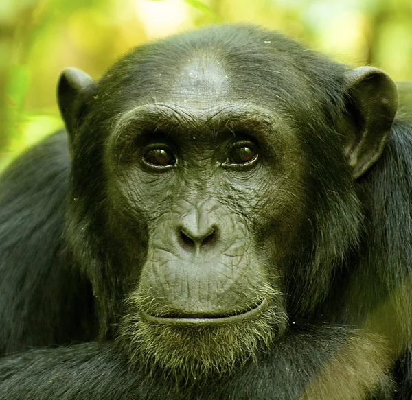 Gorila z Ugandy — Stock fotografie