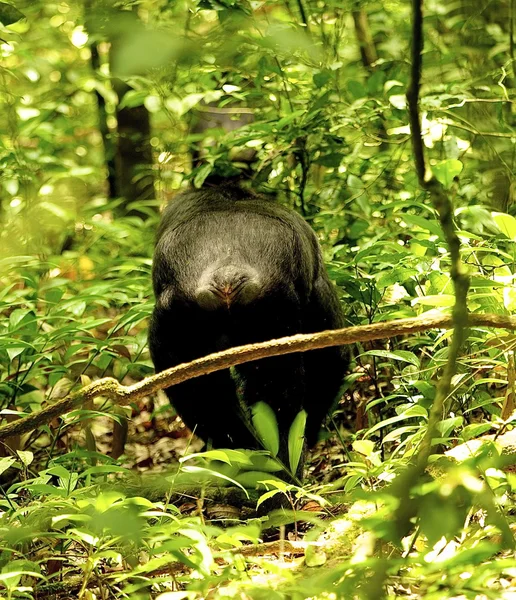 Goril uzaklaşır — Stok fotoğraf