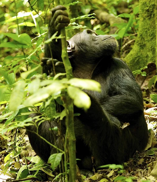 Gorilla near the tree — Stock Photo, Image