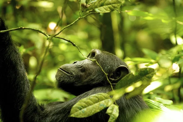 Gorilla nær treet. – stockfoto