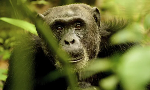 Gorilla behind the leaves — Stock Photo, Image