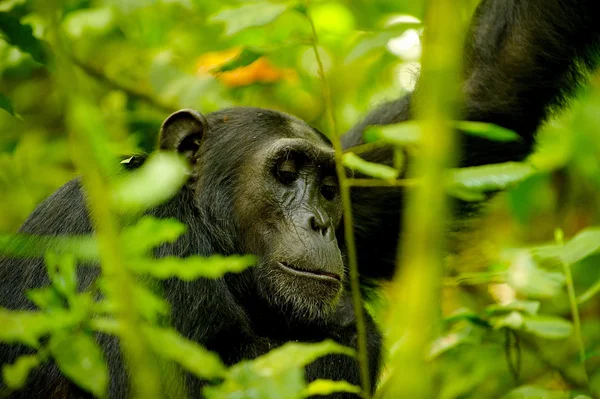Gorila v džungli — Stock fotografie