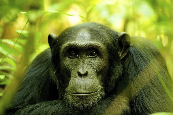 Portrét gorila z Ugandy — Stock fotografie