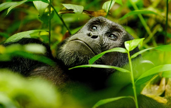 Gorilla sover på marken — Stockfoto