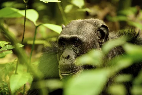 Gorilla in den grünen Pflanzen — Stockfoto