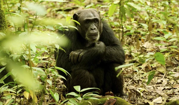 Gorila no chão — Fotografia de Stock