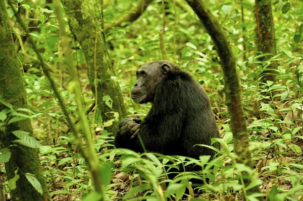 Gorila de Uganda senta-se no chão — Fotografia de Stock
