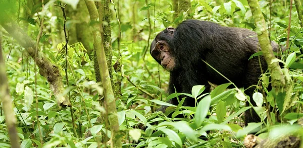 Gorilla går över gräset — Stockfoto