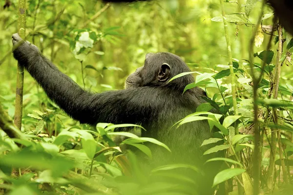 Gorilla climbs — Stock Photo, Image