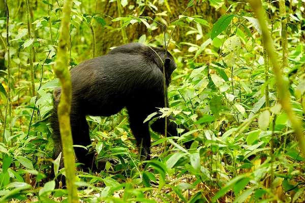 Profil av en vandrande gorilla — Stockfoto