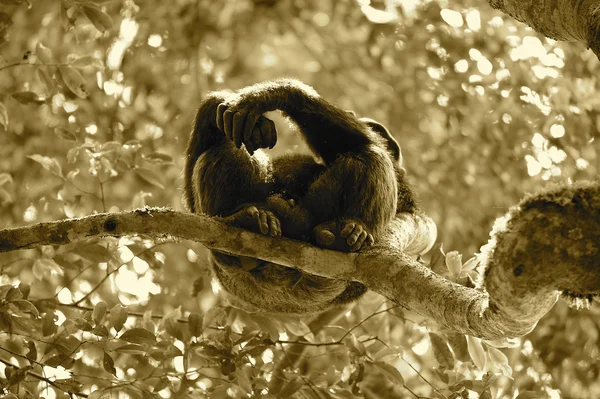 Gorila en la selva —  Fotos de Stock