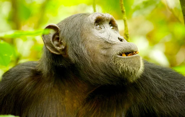 Portrett av gorillaen – stockfoto