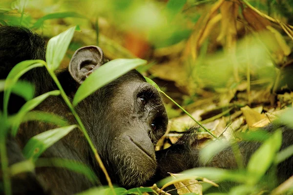 Gorilla dreams on the ground — Stock Photo, Image