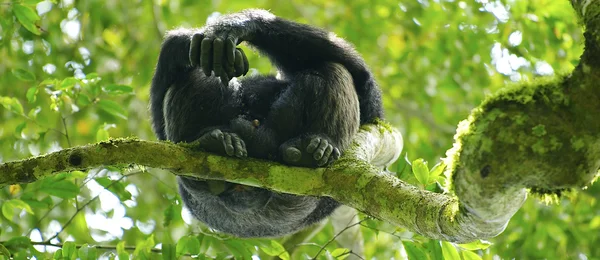 Gorilla på trädet — Stockfoto