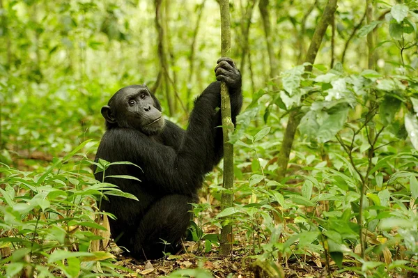 Gorilla sits near the tree — Stock Photo, Image