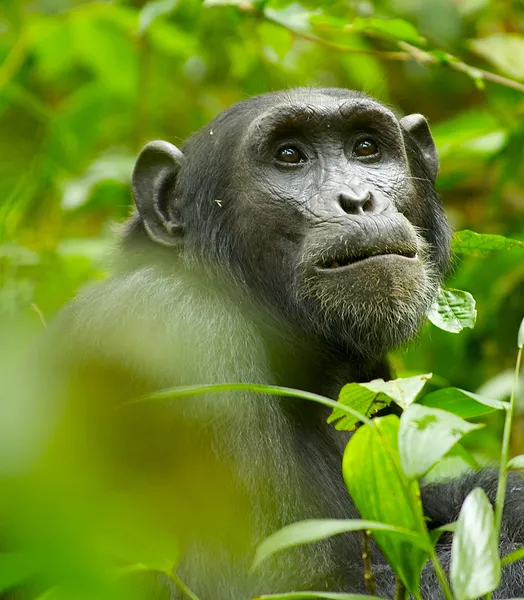 Bellissimo gorilla — Foto Stock