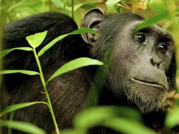 Gorila posa na grama — Fotografia de Stock