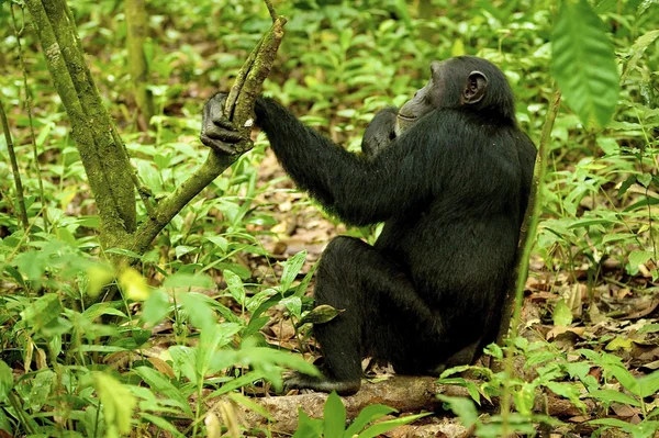 Gorila cerca del árbol —  Fotos de Stock