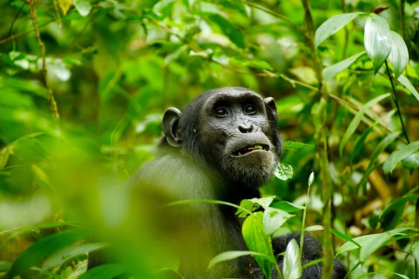 Gorilla hides in the grass — Stock Photo, Image