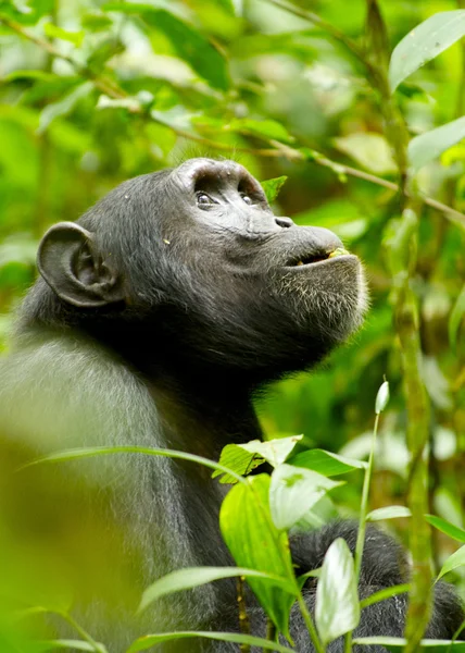 Gorilla Ugandasta katsoo ylös — kuvapankkivalokuva