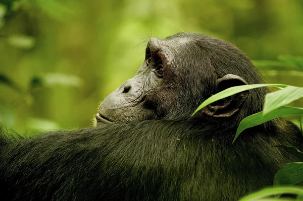 Testa del gorilla — Foto Stock