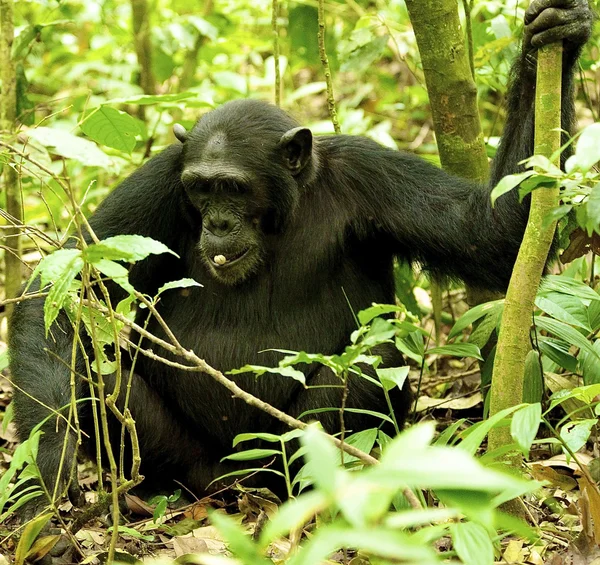 Gorilla holds the tree — Stock Photo, Image